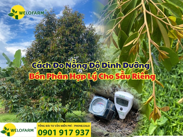 ⚡ Cách Đo Nồng Độ Dinh Dưỡng - Bón Phân Hợp Lý Cho Sầu Riêng