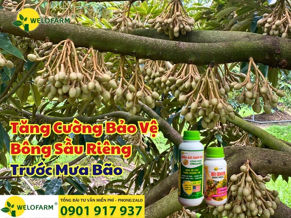 🌸 Cách Tăng Cường Bảo Vệ Bông Sầu Riêng Trước Mưa Bão