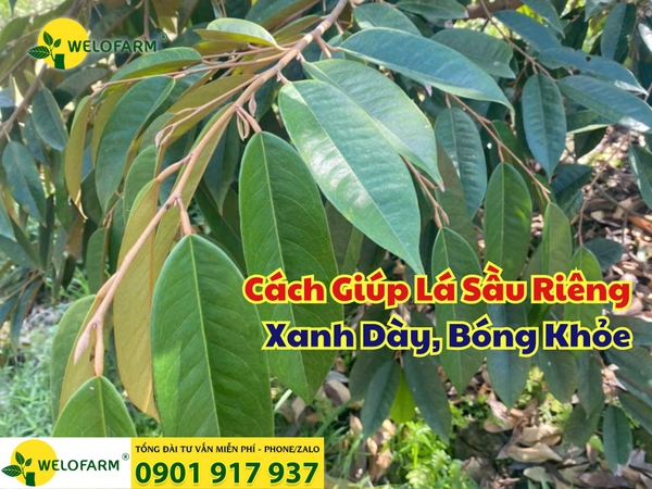 ⚡ Cách Bón Phân Giúp Sầu Riêng Xanh Lá, Dày Lá