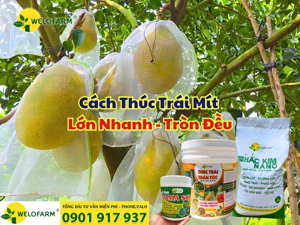 ⚡ Nhận Biết Mít Bị Xì Mủ Khô và Cách Trị Xì Mủ Khô Hiệu Quả