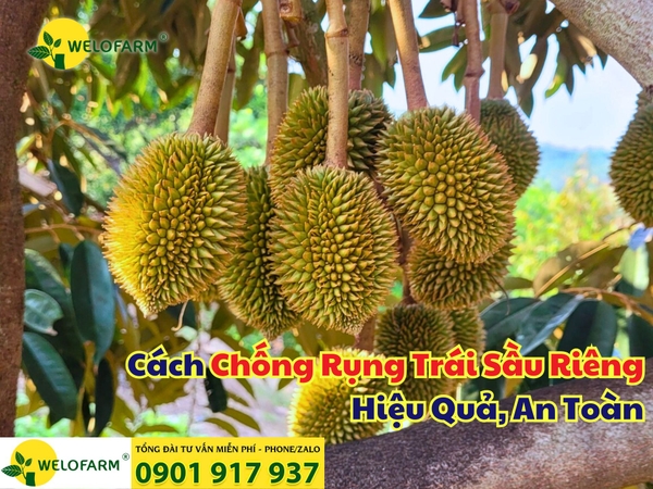 ⚡ Cách Chống Rụng Trái Sầu Riêng Hiệu Quả, An Toàn