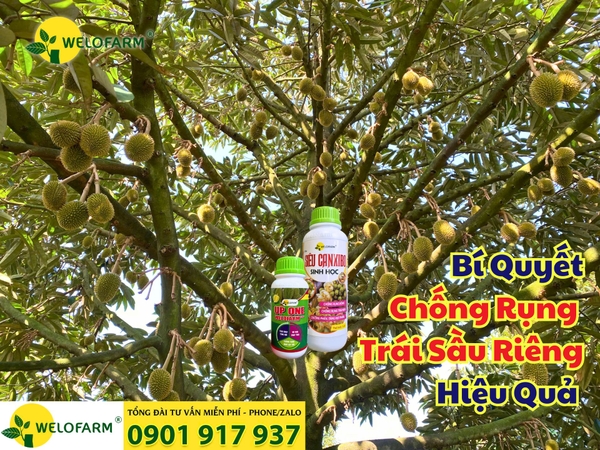 ⚡ Bí Quyết Chống Rụng Trái Sầu Riêng Hiệu Quả