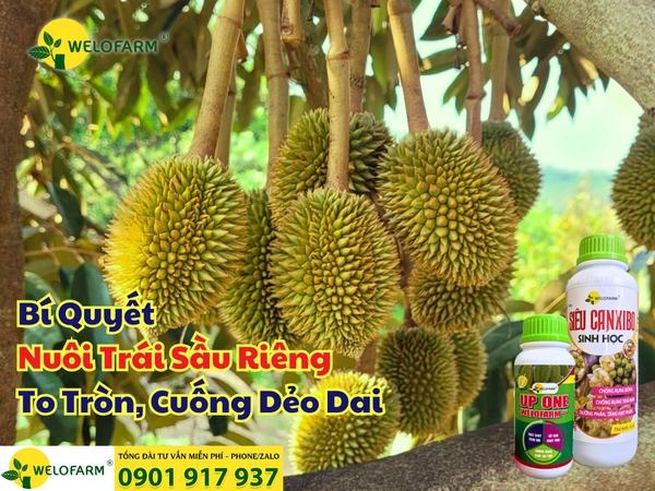 ⚡ Cách Nuôi Trái Sầu Riêng To Tròn, Cuống Dẻo Dai – Chắc Khỏe 