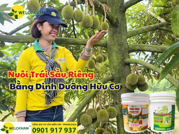 Cách Nuôi Trái Sầu Riêng Bằng Dinh Dưỡng Hữu Cơ