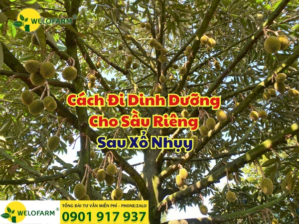 🌸 Cách Đi Dinh Dưỡng Cho Sầu Riêng Sau Xổ Nhụy