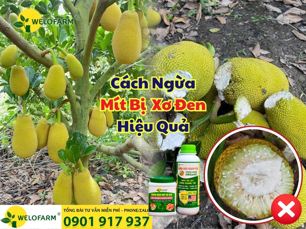 ⚡ CÁCH NGỪA XƠ ĐEN CHO MÍT HIỆU QUẢ 