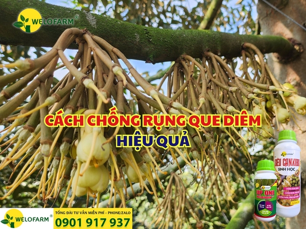 🌧️ CÁCH CHỐNG RỤNG QUE DIÊM HIỆU QUẢ SAU XỔ NHỤY