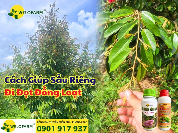 🌿 Bí Quyết Giúp Sầu Riêng Đi Đọt Đồng Loạt