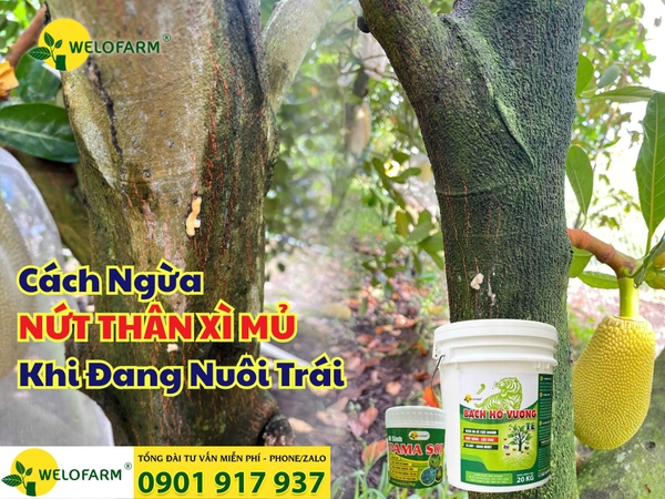 Cách Ngừa Nứt Thân Xì Mủ Mít Khi Đang Nuôi Trái