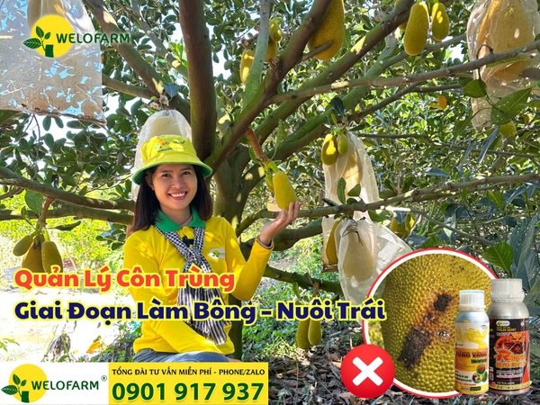 🐛 Cách Ngừa Sâu Hại Khi Nuôi Trái Mít Hiệu Quả – Bà Con Cần Biết