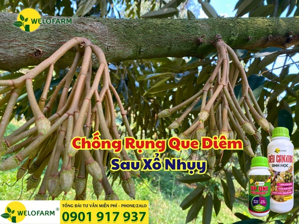 🌧️ CÁCH CHỐNG RỤNG QUE DIÊM SAU XỔ NHỤY