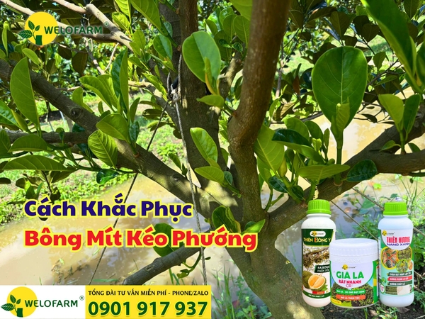 🌧️ Xử Lý Bông Phướng Mít Ruột Đỏ Hiệu Quả