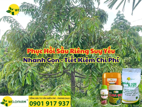 🌱 Cách Phục Hồi Sầu Riêng Suy Yếu Nhanh – Hiệu Quả – Tiết Kiệm