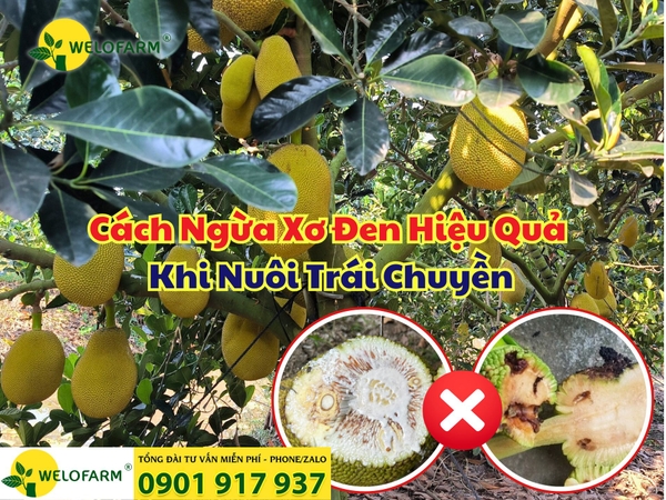 ⚡ Cách Ngừa Xơ Đen Hiệu Quả Khi Nuôi Trái Chuyền