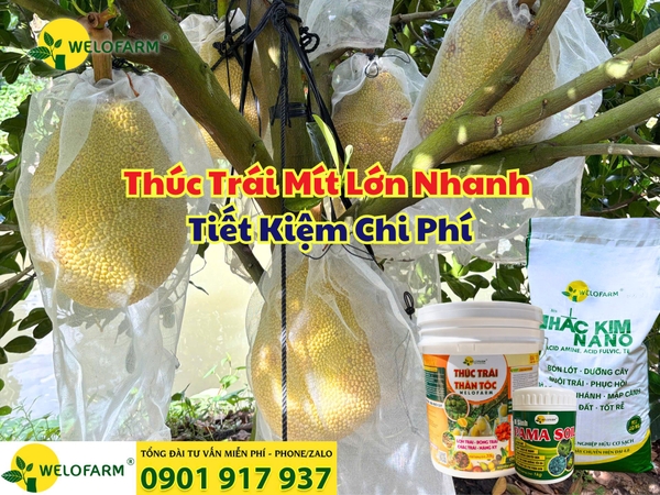 ⚡ CÁCH NUÔI TRÁI MÍT LỚN NHANH – GIẢI PHÁP HIỆU QUẢ, TIẾT KIỆM CHI PHÍ
