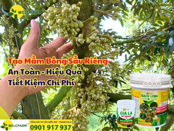 Dùng Lân Gì Tạo Mầm Bông Sầu Riêng An Toàn – Hiệu Quả – Tiết Kiệm Chi Phí?