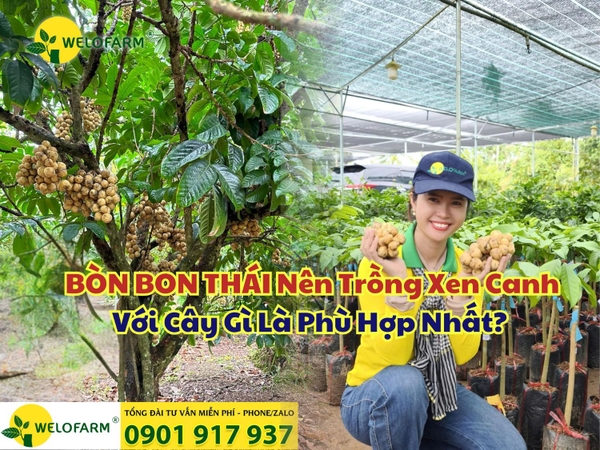 🌱 BÒN BON THÁI Nên Trồng Xen Canh Với Cây Gì Là Phù Hợp Nhất?