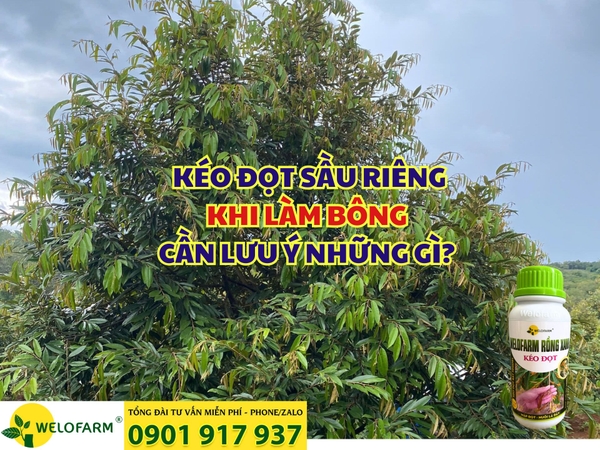 🌱 KÉO ĐỌT SẦU RIÊNG KHI LÀM BÔNG – BÀ CON CẦN LƯU Ý NHỮNG GÌ?