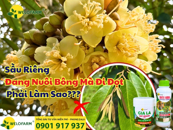 🌸 Sầu Riêng Đang Nuôi Bông Mà Đi Đọt – Phải Làm Sao??? 🌱