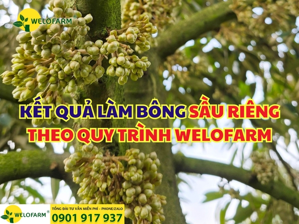 🌸 KẾT QUẢ LÀM BÔNG SẦU RIÊNG THEO QUY TRÌNH WELOFARM