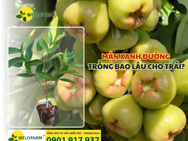 🌿 MẬN XANH ĐƯỜNG TRỒNG BAO LÂU CHO TRÁI?