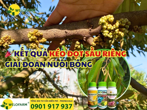 🎉 KẾT QUẢ KÉO ĐỌT SẦU RIÊNG GIAI ĐOẠN NUÔI BÔNG