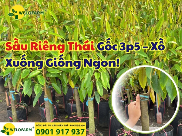 ⚡ Sầu Riêng Thái Gốc 3p5 – Xồ - Xuống Giống Ngon!