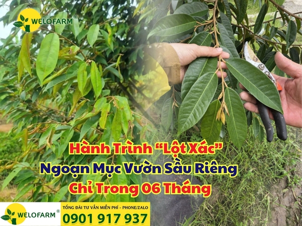 🌱 Hành Trình “Lột Xác” Ngoạn Mục Vườn Sầu Riêng Chỉ Trong 06 Tháng