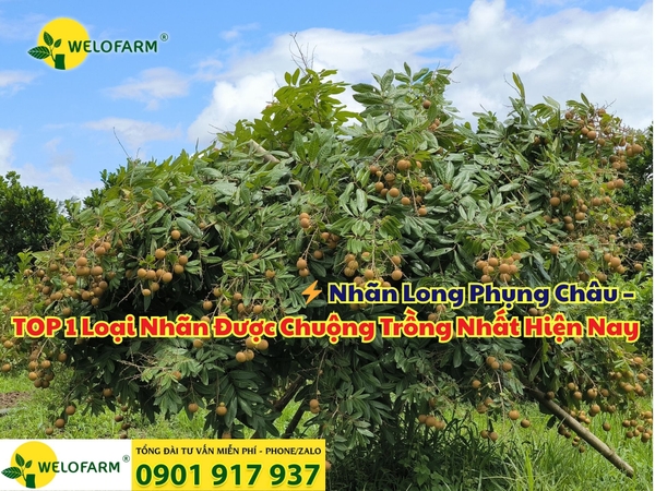 ⚡ Nhãn Long Phụng Châu – TOP 1 Loại Nhãn Được Chuộng Trồng Nhất Hiện Nay