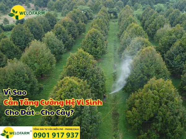 ⚡ Vì Sao Cần Tăng Cường Hệ Vi Sinh Cho Đất – Cho Cây? 