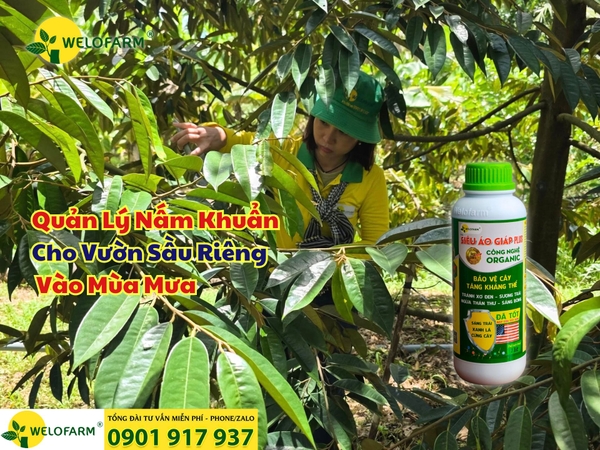 ⚡ Cách Phòng Trị Nấm Khuẩn Cho Vườn Sầu Riêng Vào Mùa Mưa