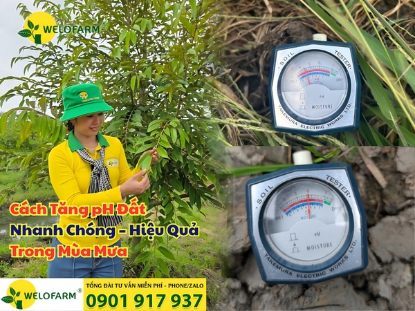 ⚡ Cách Tăng pH Đất Vào Mùa Mưa Nhanh Chóng – Hiệu Quả