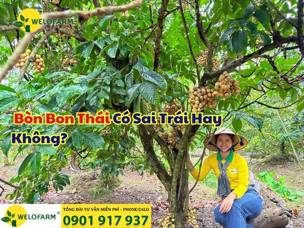 🌱 Bòn Bon Thái Có Sai Trái Hay Không?