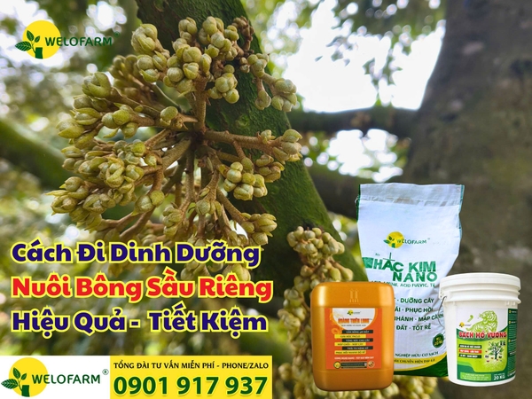 Cách Đi Dinh Dưỡng Nuôi Bông Sầu Riêng Hiệu Quả – Tiết Kiệm