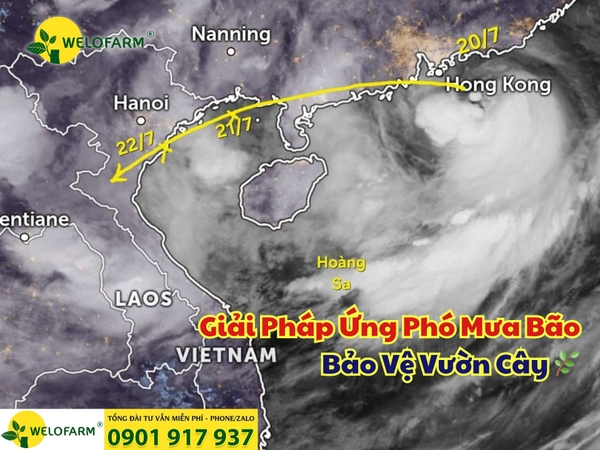 🔴  Giải Pháp Ứng Phó Mưa Bão – Bảo Vệ Vườn Cây 🌿 