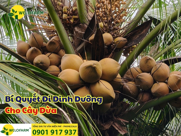 ⚡ Cách Chăm Sóc Cây Dừa Hiệu Quả: Trái To – Cơm Dày – Nước Ngọt