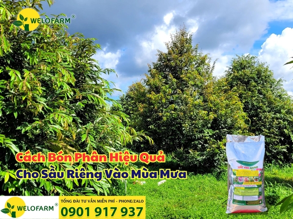 Cách Bón Phân Cho Sầu Riêng Vào Mùa Mưa Hiệu Quả, Tiết Kiệm