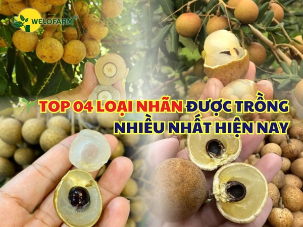 🌱 TOP 04 LOẠI NHÃN ĐƯỢC TRỒNG NHIỀU NHẤT HIỆN NAY