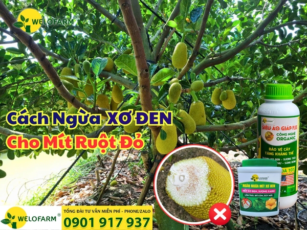 📌 Cách Ngừa Xơ Đen Mít Ruột Đỏ — Hướng Dẫn Chi Tiết Dễ Làm, Hiệu Quả