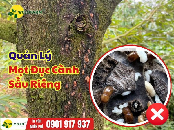 Cách Trị Mọt Đục Cành Sầu Riêng Hiệu Quả, Bà Con Cần Biết Sớm