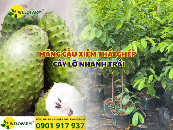 ⚡ MÃNG CẦU XIÊM THÁI GHÉP – CÂY LỠ NHANH TRÁI