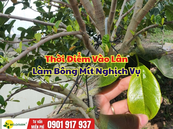 Thời Điểm Vào Lân Làm Bông Mít Nghịch Vụ