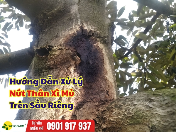 ⚡ Cách Xử Lý Nứt Thân Xì Mủ Sầu Riêng Hiệu Quả, Giúp Cây Phục Hồi Nhanh