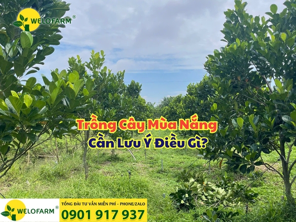 ⚡ Trồng Cây Mùa Nắng Cần Lưu Ý Điều Gì?
