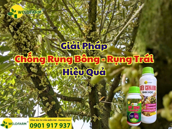 CÁCH CHỐNG RỤNG TRÁI SẦU RIÊNG HIỆU QUẢ – BÀ CON CẦN BIẾT