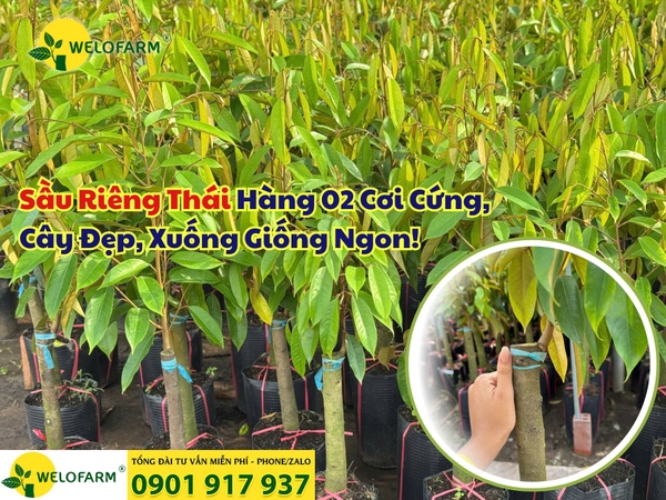 🌱 Sầu Riêng Thái Hàng 02 Cơi Cứng – Cây Đẹp – Xuống Giống Ngon!