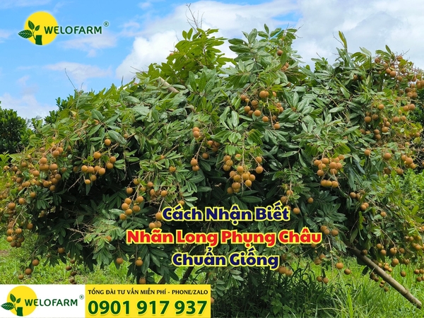 ⚡ Cách Nhận Biết Nhãn Long Phụng Châu Chuẩn Giống
