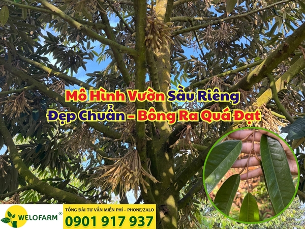 ✨ Mô Hình Vườn Sầu Riêng Đẹp Chuẩn – Bông Ra Quá Đạt