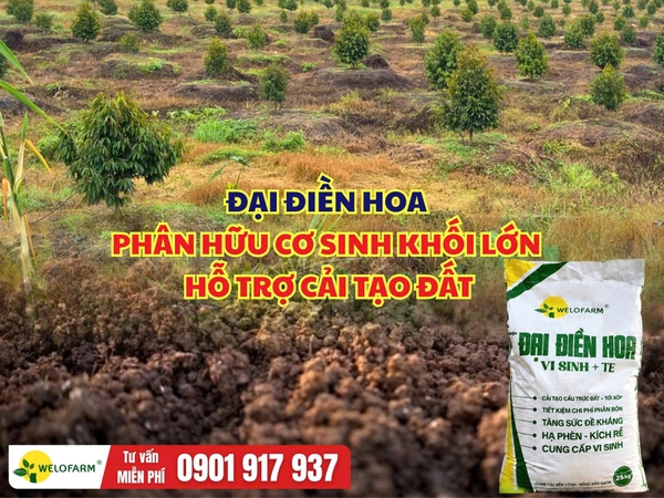 ĐẠI ĐIỀN HOA – Phân Hữu Cơ Sinh Khối Lớn Hỗ Trợ Cải Tạo Đất
