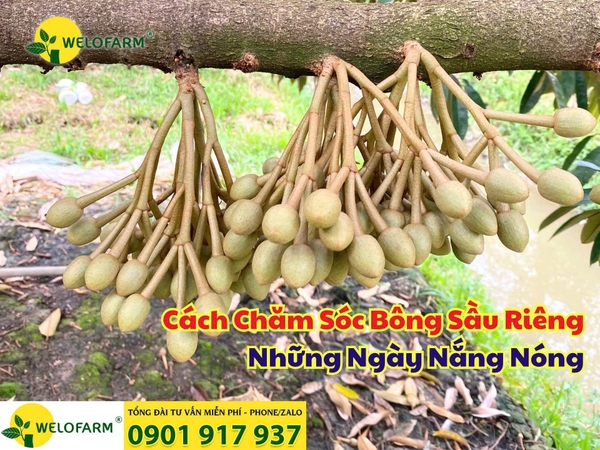 ⚡ CÁCH CHĂM SÓC BÔNG SẦU RIÊNG NHỮNG NGÀY NẮNG NÓNG